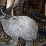 Продам кроликов