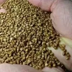 Посівний матеріал гречки | ТОВ Бінс Натурпродукт | Доставка по Україні