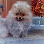 Померанский шпиц мини — элитные щенки из профессионального питомника