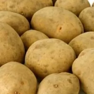 Картофель экологически чистый отличного качества Картопля