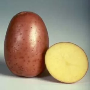 Продам картофель крупный
