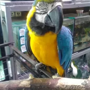 Попугай Сине-Желтый Ара (птенцы-выкормыши)