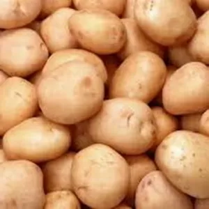 Семенной картофель в Житомире (оптом)
