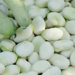  Посівний матеріал квасолі. Насіння квасолі. 