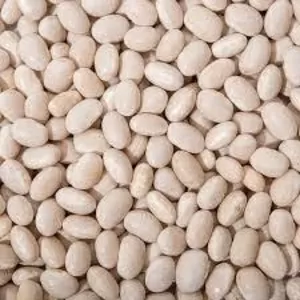 Постійна закупівля квасолі від виробників