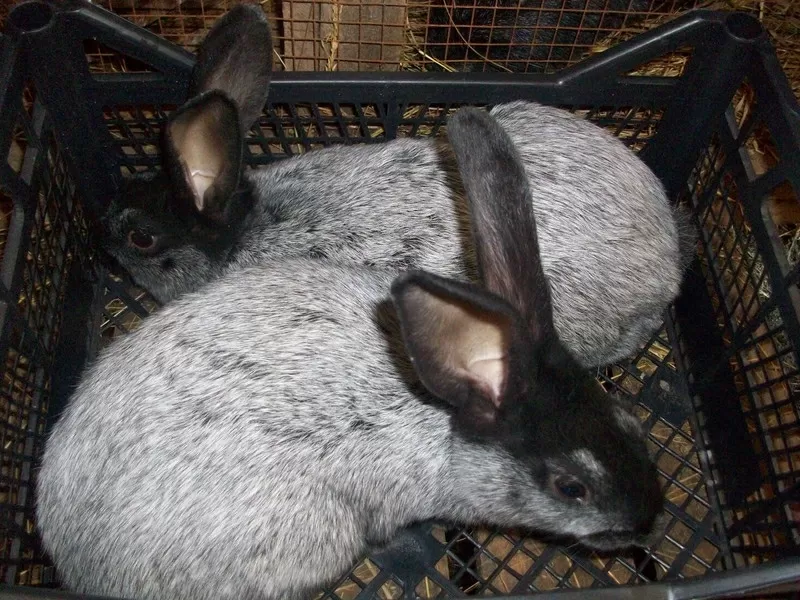 Продам кроликов 4