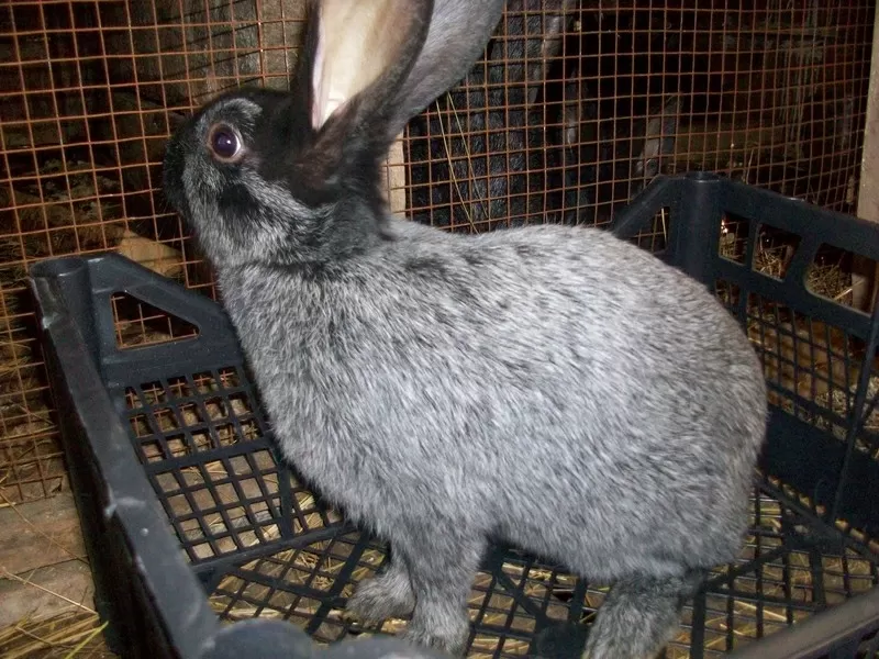 Продам кроликов