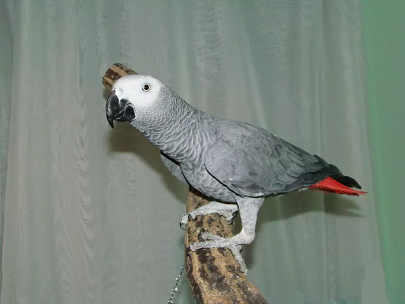 Продам алохвостого попугая Жако