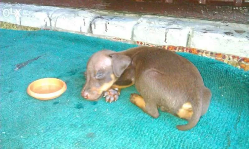 Продам щенка ягд-терьера (сука) от рабочих родителей Житомир