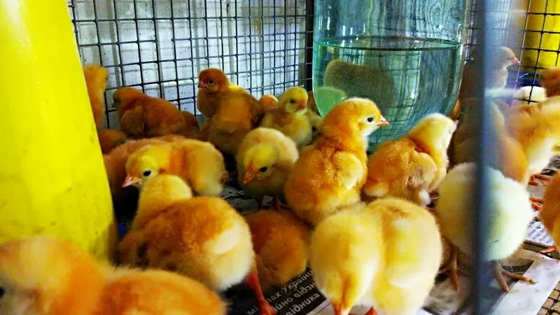 Оптова та роздрібна торгівля птицею: курчата,  качки,  індики.