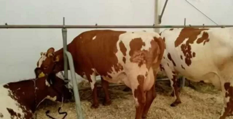 Корови молочної породи,  плем'я чистокровних Айширів 3