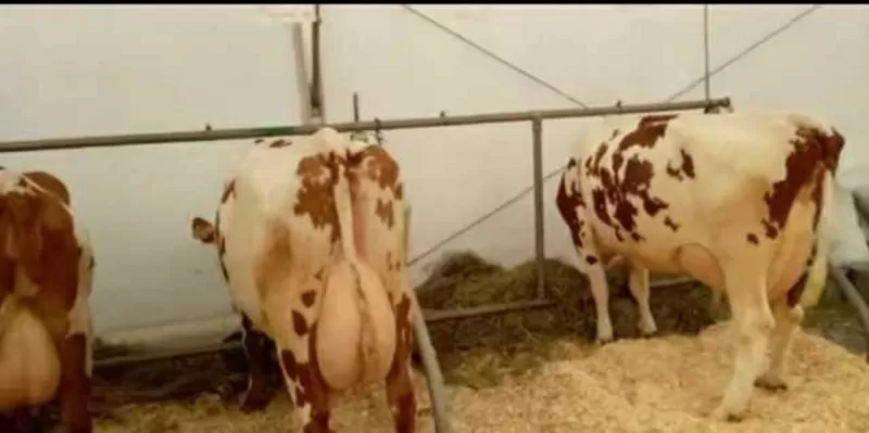 Корови молочної породи,  плем'я чистокровних Айширів 5