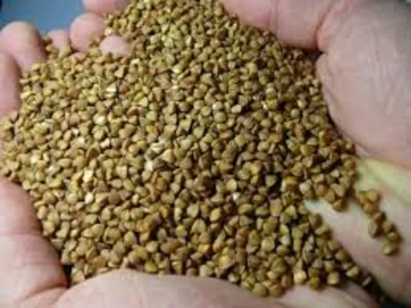 Посівний матеріал гречки | ТОВ Бінс Натурпродукт | Доставка по Україні