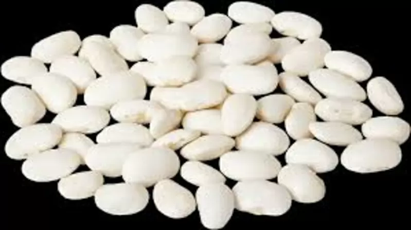 Закупівля квасолі для консервації та переробки