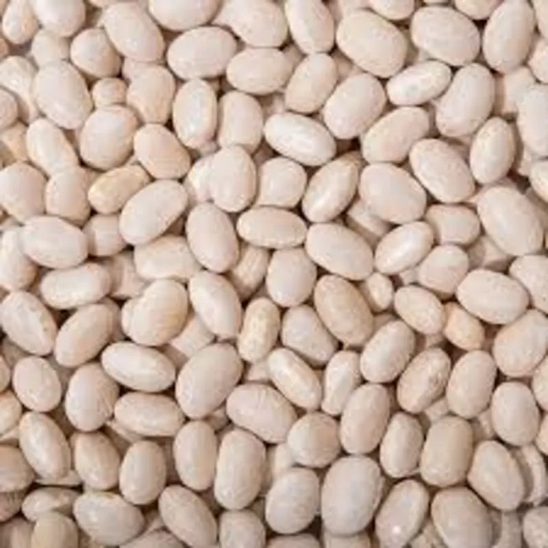 Постійна закупівля квасолі від виробників